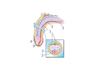 առնանդամի կառուցվածքը